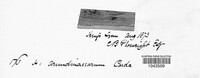 Utrechtiana arundinacea image